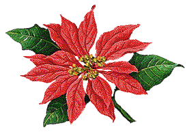 Poinsettia: Legenda Bunga Natal